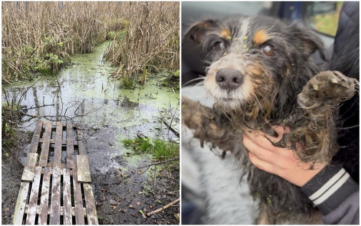 Zabłocona ścieżka wśród trzciny, z drewnianym mostkiem.