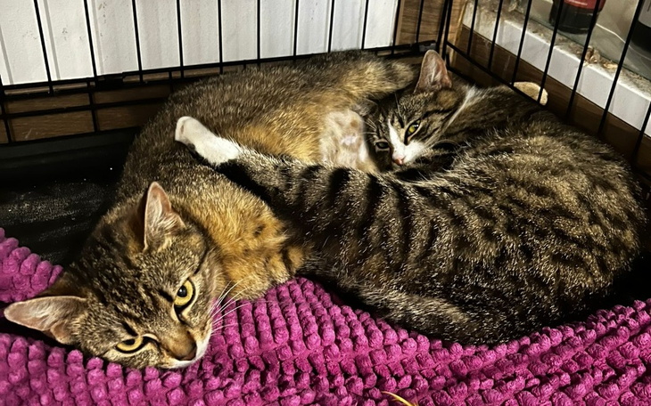 Zbiórka Bezdomne siostry Jagódka i Salwi - zdjęcie główne