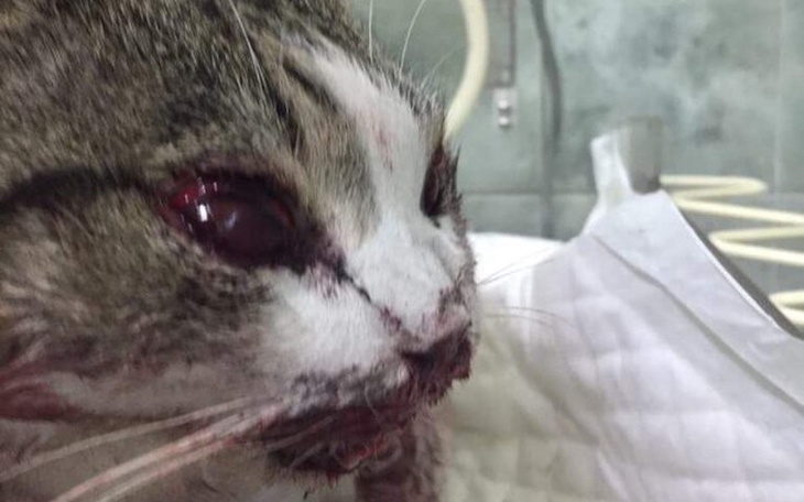 Zbiórka Kotek z połamaną czaszką - zdjęcie główne