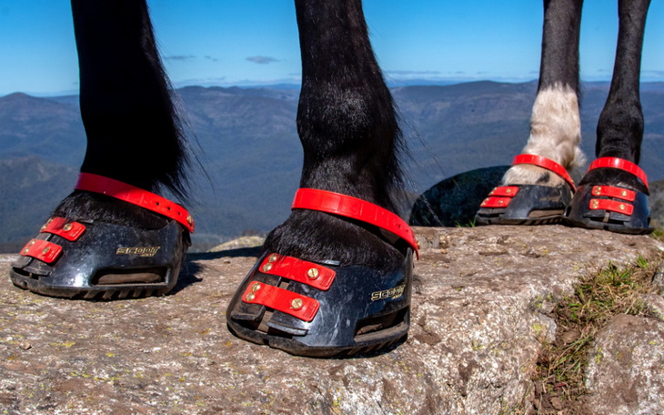 Zbiórka Konne Marzenie - zdjęcie główne