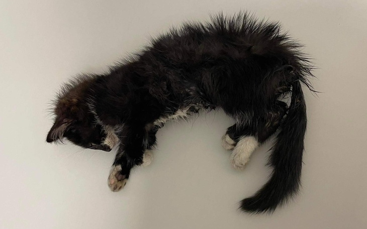 Zbiórka Maltretowany kocurek - zdjęcie główne