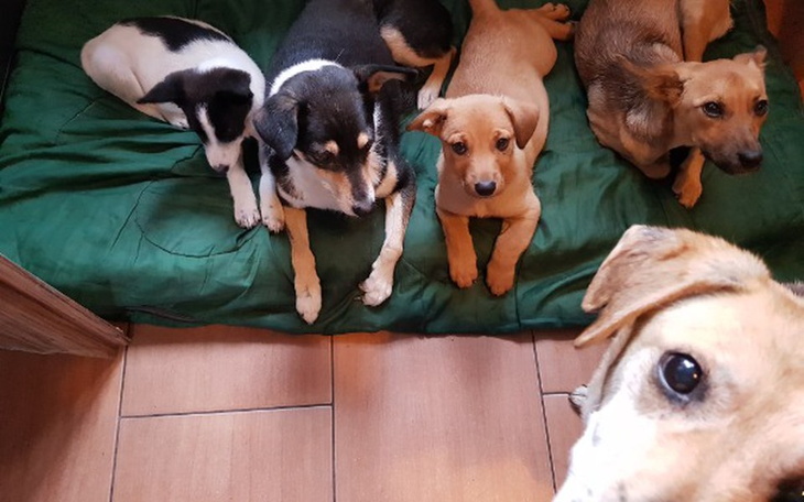 Zbiórka Kojec dla bezdomniakow - zdjęcie główne