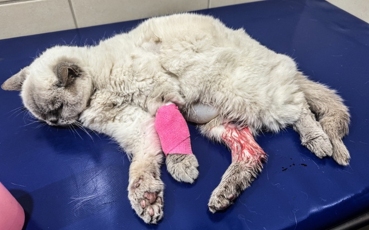 Zbiórka Wandę zabija śmiertelny wirus - zdjęcie główne