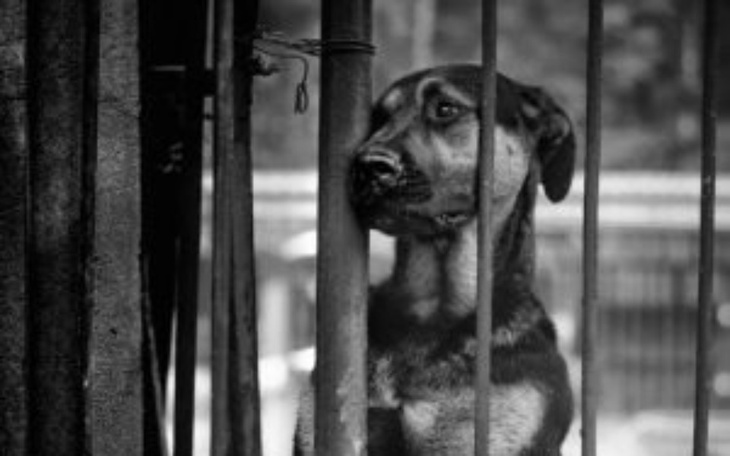 Pies patrzący smutno przez kraty w schronisku.