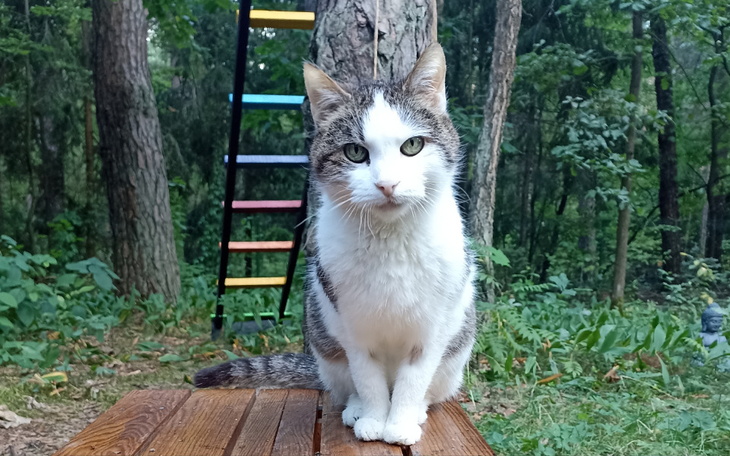 Zbiórka Walczymy o życie Cykorki - zdjęcie główne