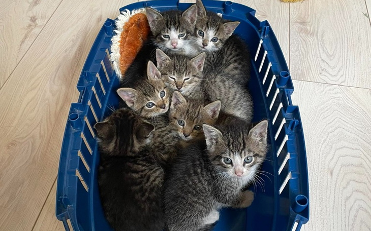 Zbiórka pomoc dla siedmiu kociąt - zdjęcie główne