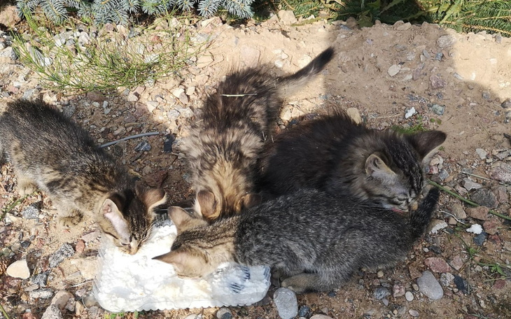 Zbiórka Porzucone Kocie Dzieci - zdjęcie główne