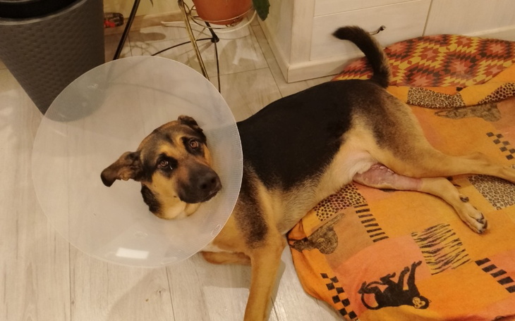 Zbiórka Wsparcie dla Kodiego - zdjęcie główne