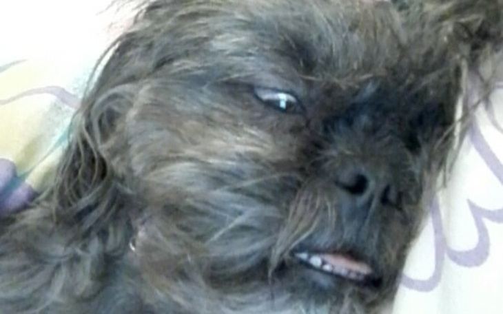 Zbiórka Na pieska 😋 - zdjęcie główne