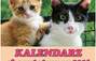 Zbiórka Kalendarze Pana Kota ratują kotk - miniaturka zdjęcia
