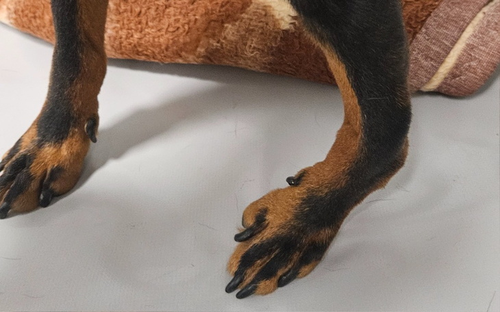 Zbliżenie na łapy psa, z wyraźnymi pazurami.