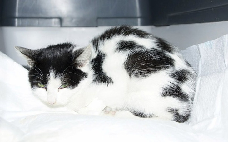 Zbiórka Jedyna szansa Maluszka - zdjęcie główne