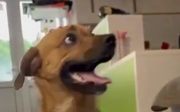 Szczęśliwy pies, cieszący się z towarzystwa.