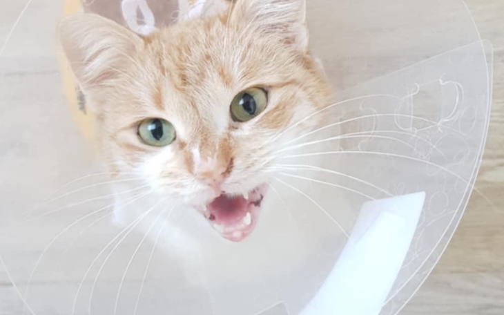 Kot w obroży ochronnej, wygląda na zaniepokojonego.