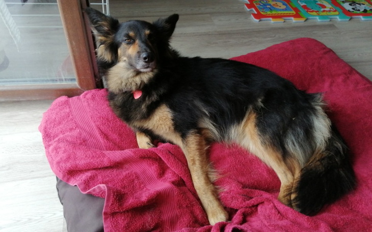 Pies leżący na czerwonym kocu w domowym otoczeniu.