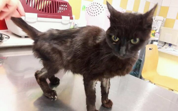 Zbiórka Pomoc dla Malutkiej - zdjęcie główne