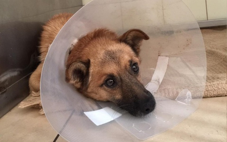 Zbiórka leczenie Patyka - zdjęcie główne