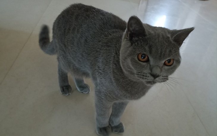 Zbiórka Leczenie Pompona - zdjęcie główne