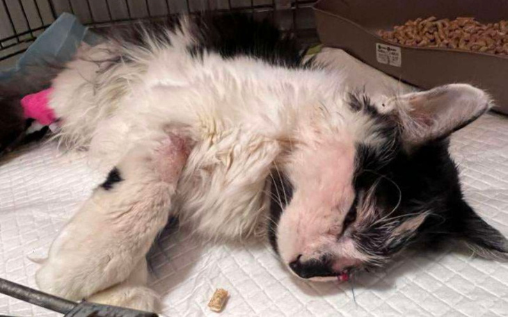 Chory kot leżący na łóżku, z opatrunkiem na łapie.