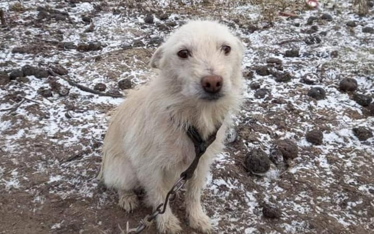 Zbiórka Na spłatę długów w lecznicach - zdjęcie główne