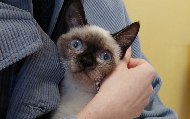 Zbiórka Brawka - pomoc w leczeniu - zdjęcie główne