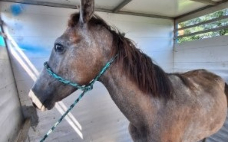 Zbiórka Lady i Tramp ofiary czlowieka - zdjęcie główne