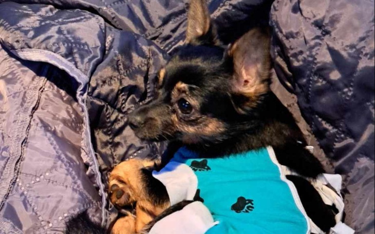 Zbiórka Wsparcie leczenia Wiśni - zdjęcie główne