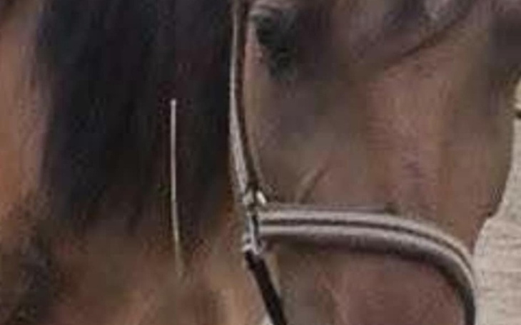 Zbliżenie na konia z uzdą, widoczna część głowy.