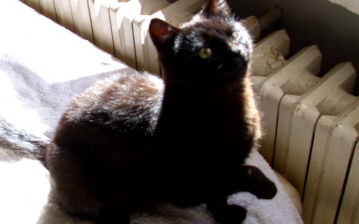 Zbiórka Azylowe Stado-na preparaty, leki - zdjęcie główne