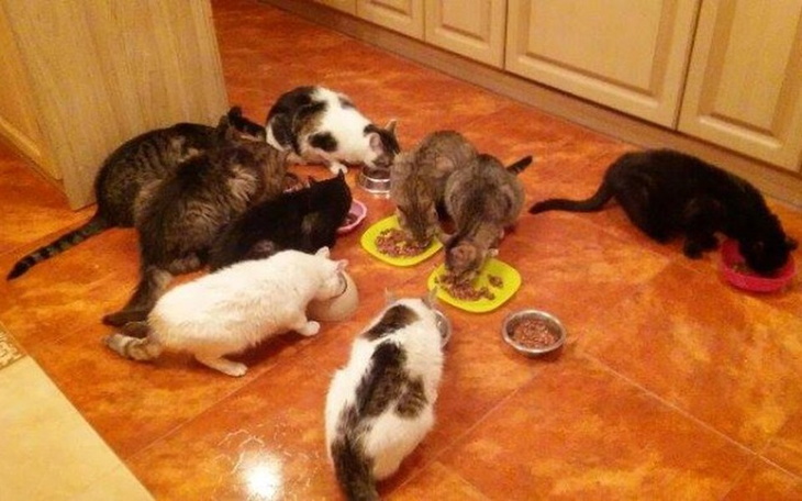 Zbiórka Na kotki ze Źródeł - zdjęcie główne