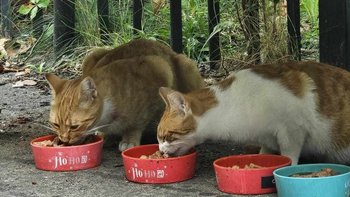 Zbiórka Ratujemy koty wolno żyjące - miniaturka zdjęcia