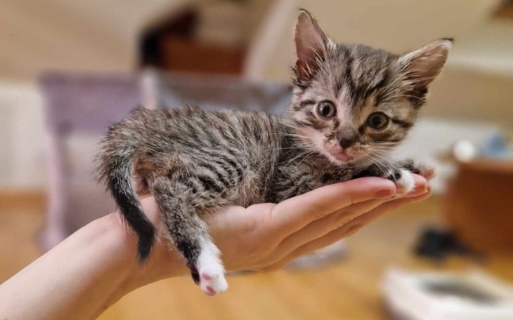 Mały kotek leżący na dłoni, z ciekawym wyrazem twarzy.