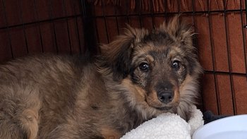 Zbiórka Pomóż Chilli - miniaturka zdjęcia