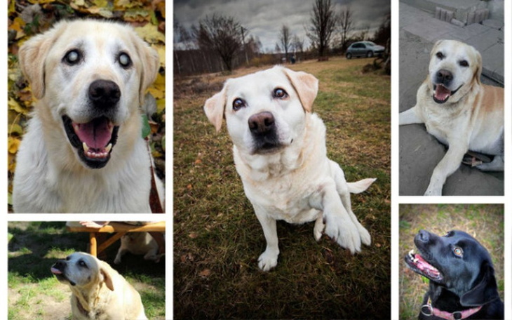 Zbiórka Dla fundacyjnych psich seniorów - zdjęcie główne