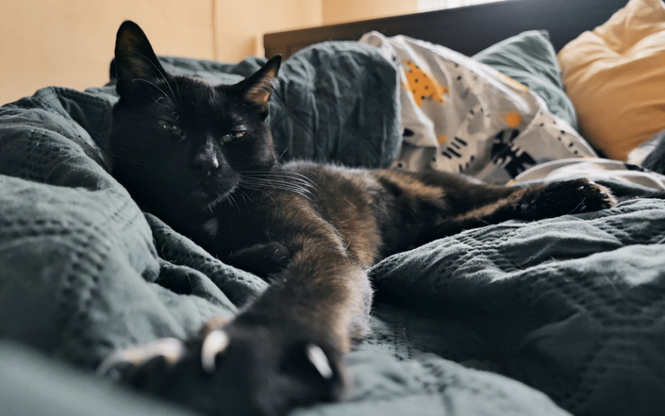 Czarny kot wylegujący się na pościeli, z wyciągniętą łapą.