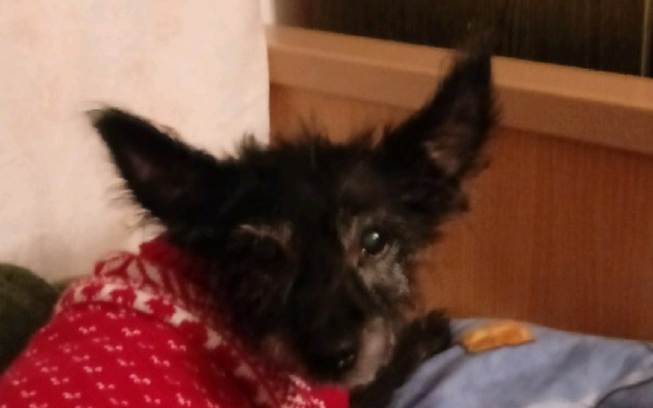 Zbiórka Sunia prosi o wsparcie - zdjęcie główne