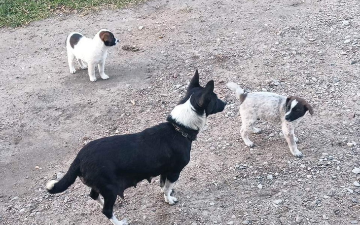 Zbiórka Porzucona matka ze szczeniakami - zdjęcie główne