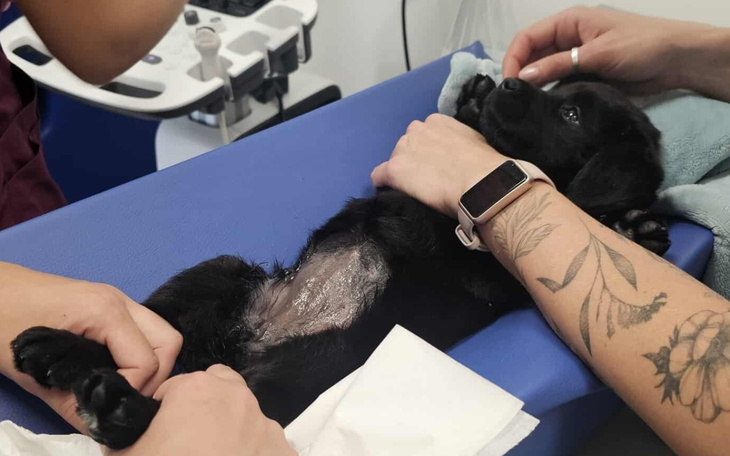 Czarny szczeniak na stole w klinice weterynaryjnej.