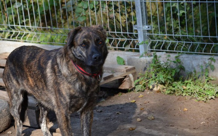 Zbiórka Pręguś potrzebuje karmy. - zdjęcie główne