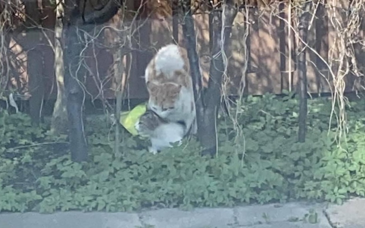 Kot bawiący się w ogrodzie, otoczony zielenią.