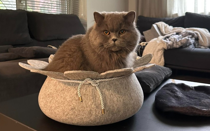 Zbiórka Hugo-zakaźne zapalenie otrzewnej - zdjęcie główne