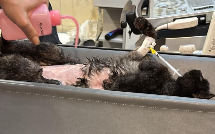 Kot w trakcie leczenia, leżący na stole w klinice.