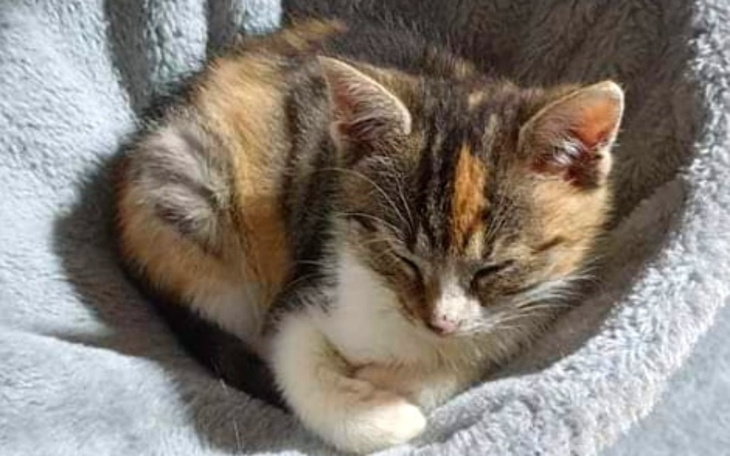 Zbiórka Wsparcie w ratowaniu kociaków - zdjęcie główne