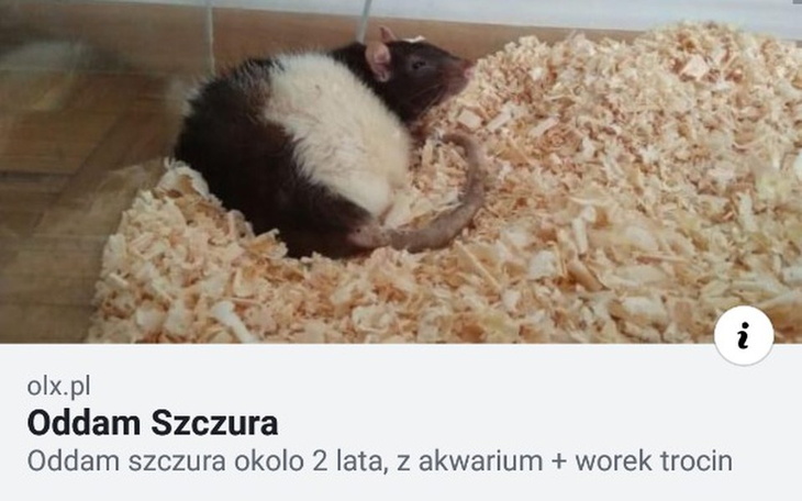 Zbiórka Dla tygryska 🐀 - zdjęcie główne