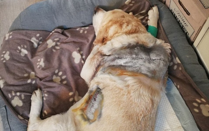 Zbiórka Walka Tequili o zycie - Masivet - zdjęcie główne