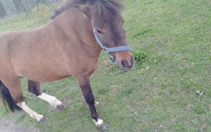 Zbiórka Pomoc dla kucyka - zdjęcie główne