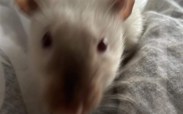 Zbiórka Zbiórka na operację Ediego - zdjęcie główne