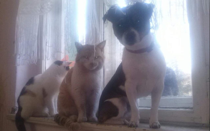 Zbiórka Pomoc dla kotów i psów Pani Izy - zdjęcie główne