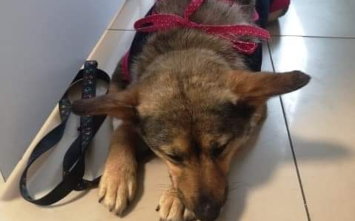 Zbiórka Sterylizacja Uchaliny - zdjęcie główne