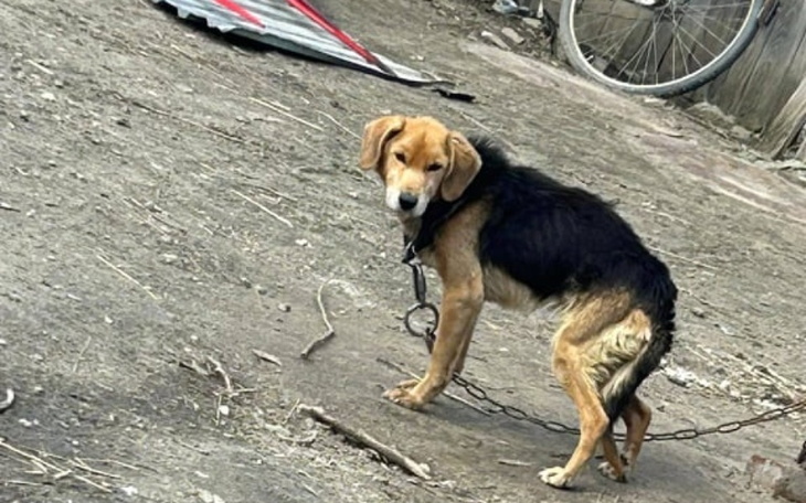 Zbiórka Henio z krowiego łańcucha - zdjęcie główne